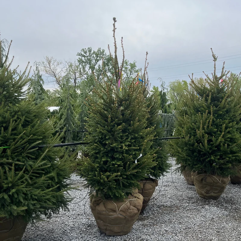 alsipnursery13419252
