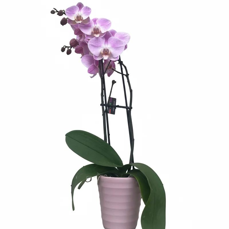 alsipnursery13474859