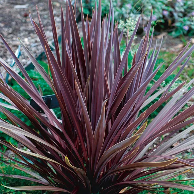 alsipnursery13475362