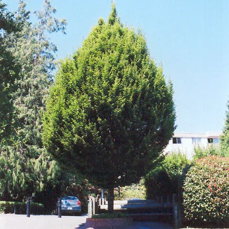 alsipnursery13478820