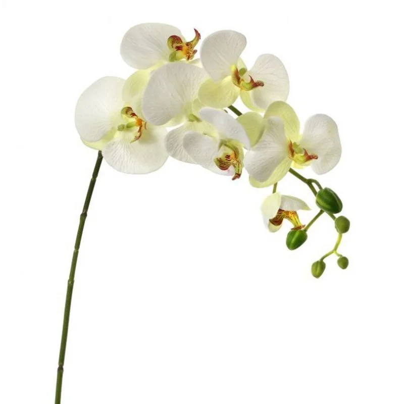 alsipnursery13479624