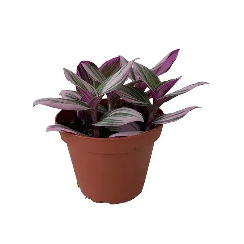 alsipnursery13480922
