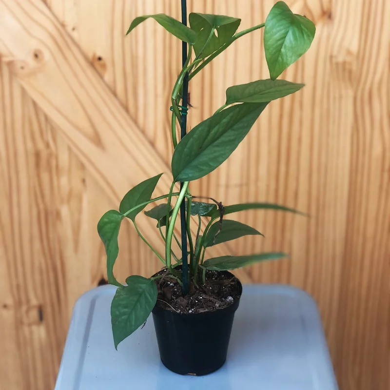 alsipnursery13482448