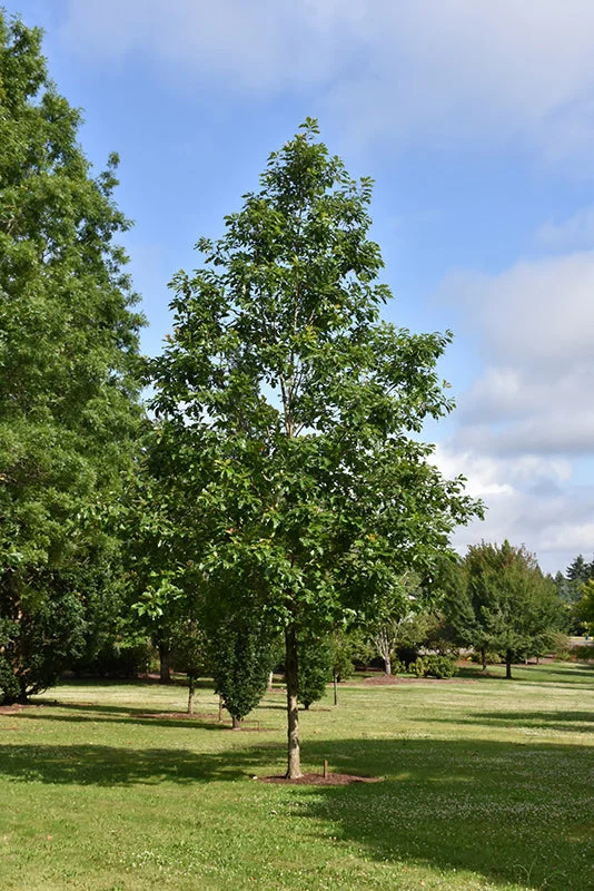 alsipnursery13482579