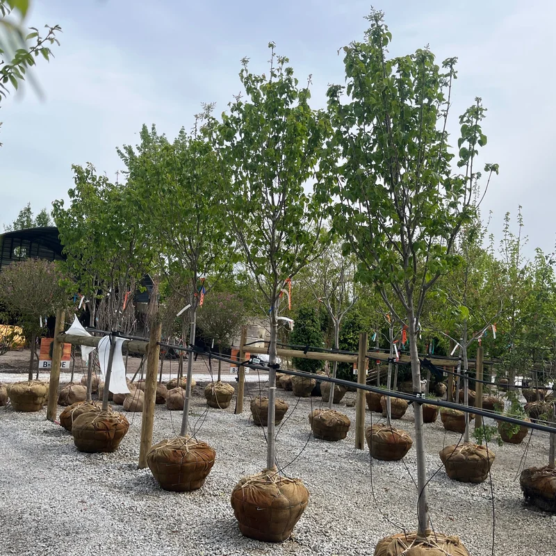 alsipnursery13482593
