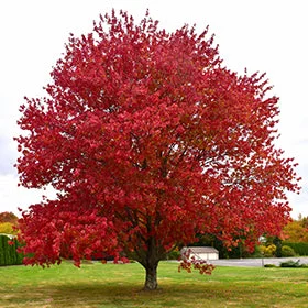 alsipnursery13482605