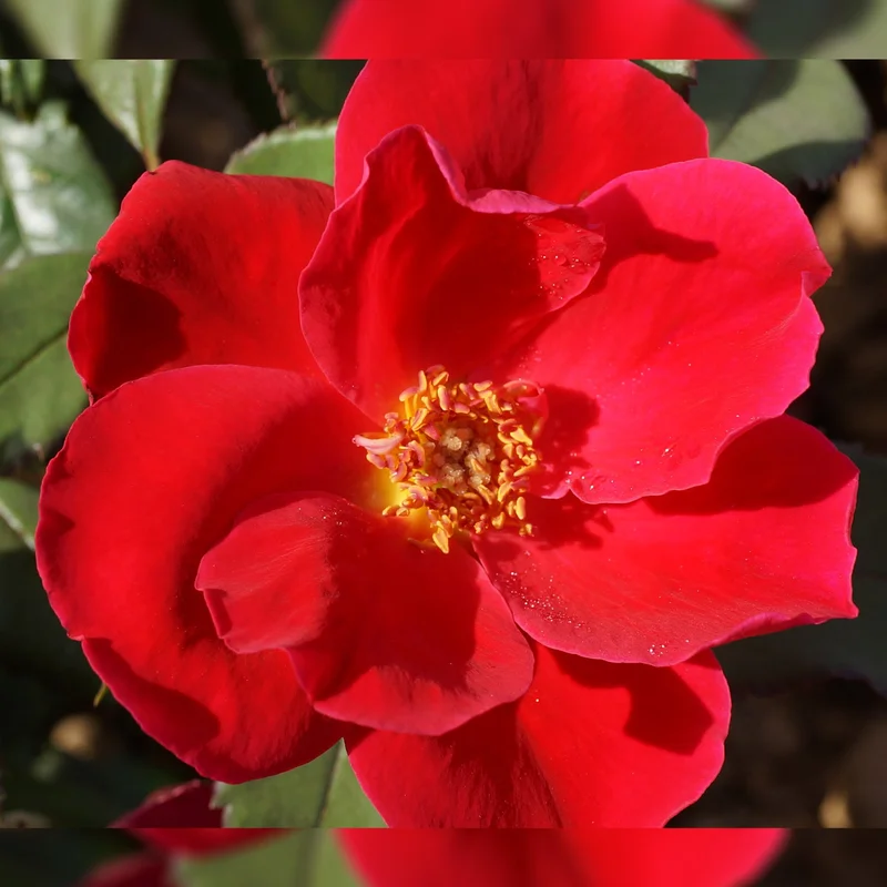 alsipnursery13483088