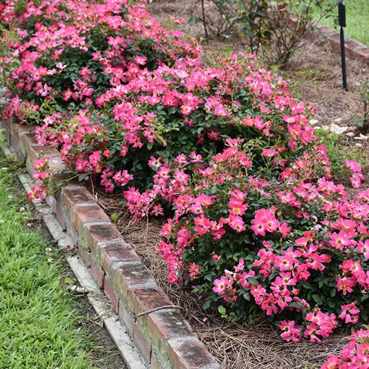 alsipnursery13483107