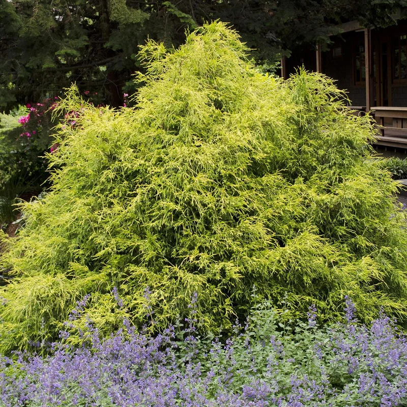 alsipnursery13483114