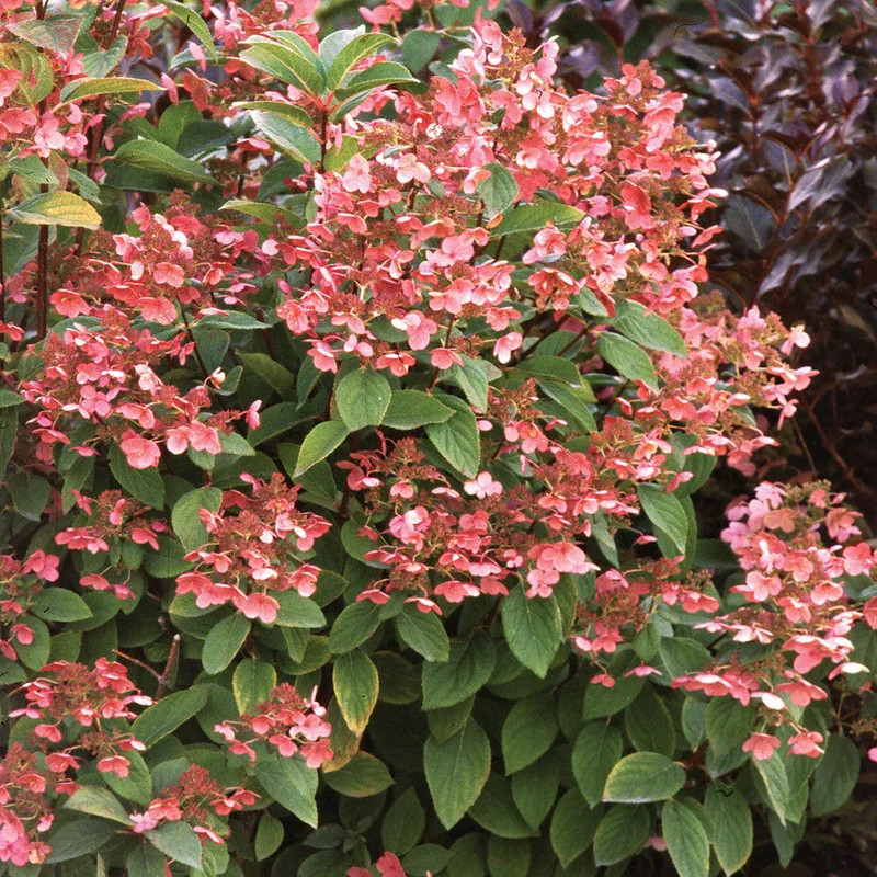 alsipnursery13483132