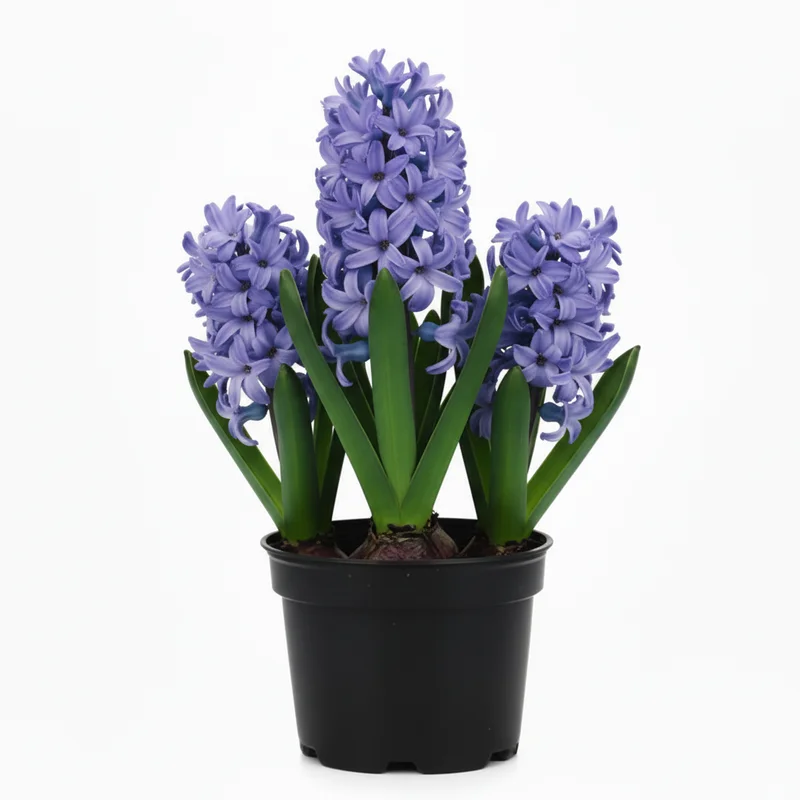 alsipnursery13483855