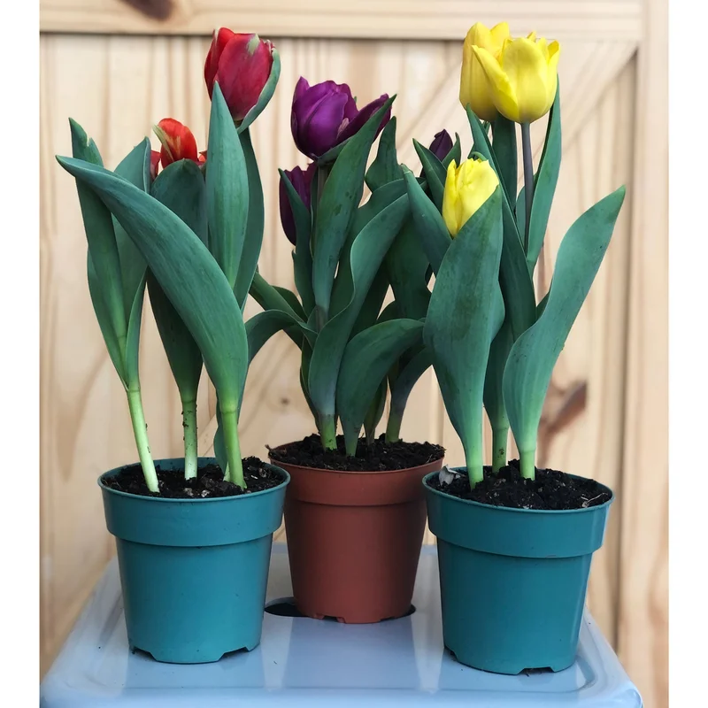 alsipnursery13483861