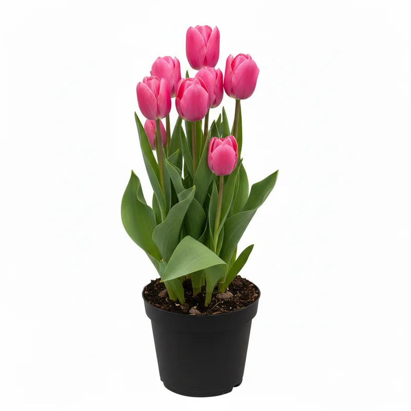 alsipnursery13483864