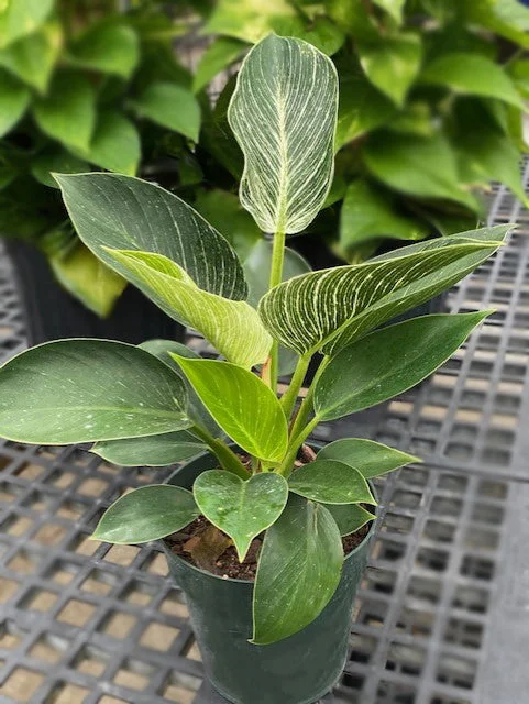 alsipnursery13484412