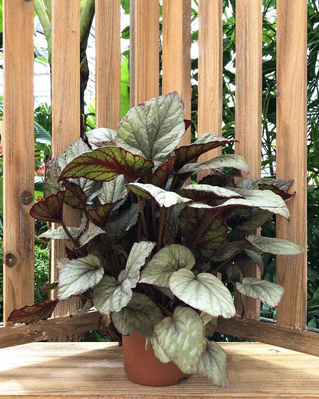 alsipnursery13484481
