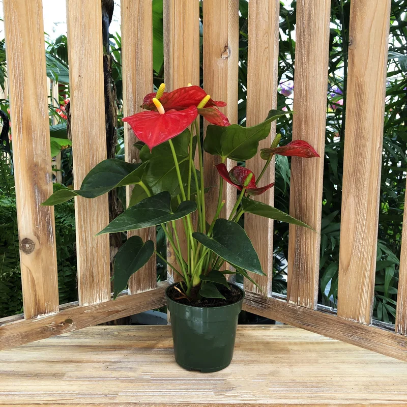 alsipnursery13484489
