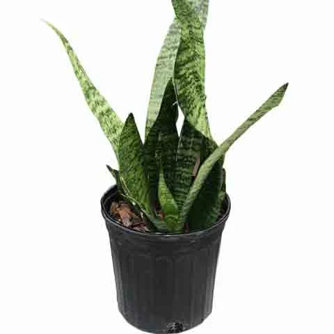 alsipnursery13484494