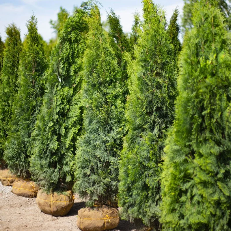 alsipnursery13487051