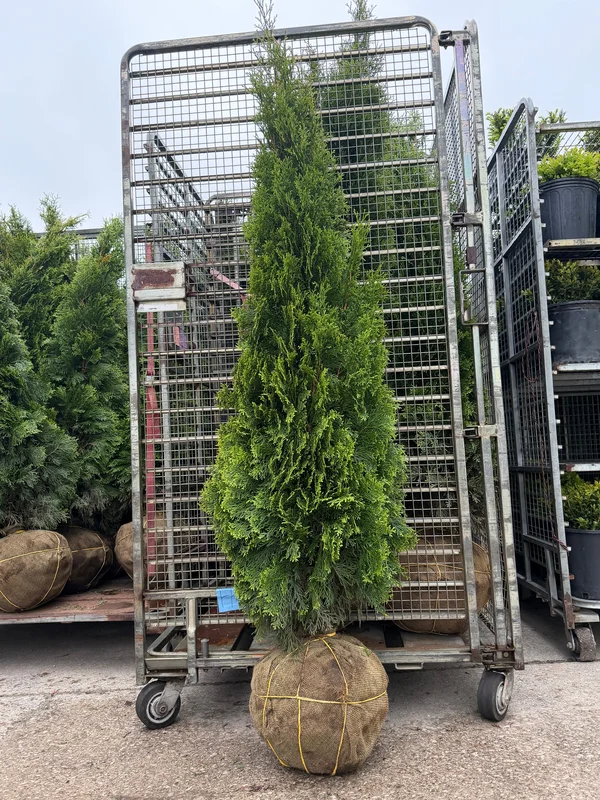alsipnursery13487065