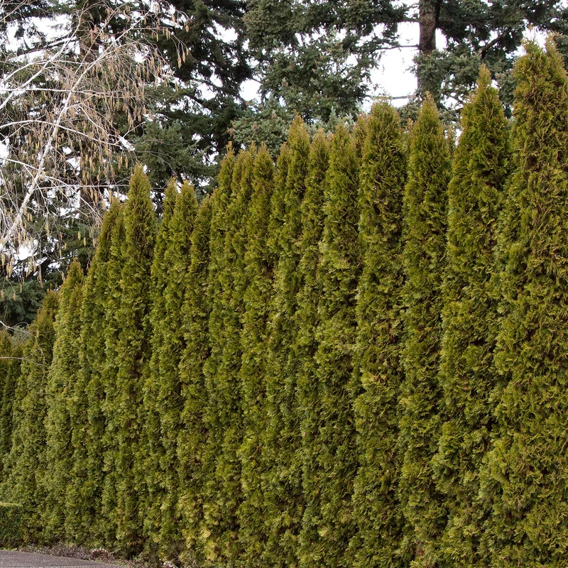 alsipnursery13487078