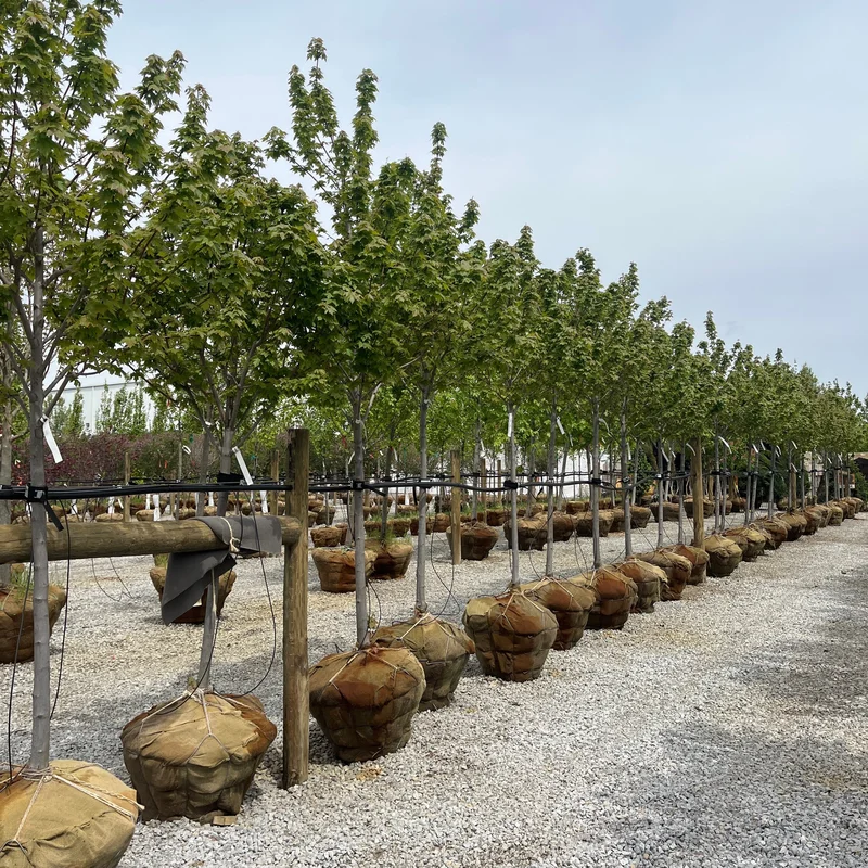 alsipnursery13487113