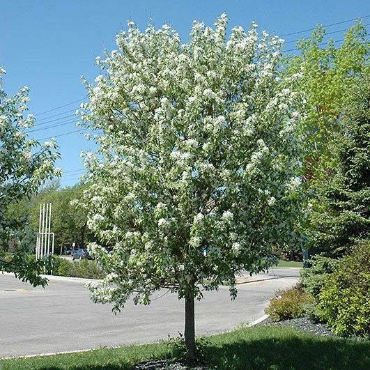 alsipnursery13487120