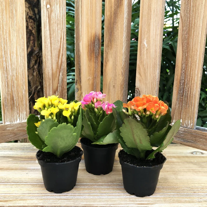 alsipnursery13487218