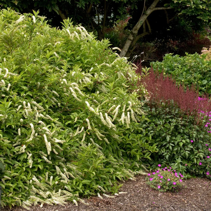 alsipnursery13487282