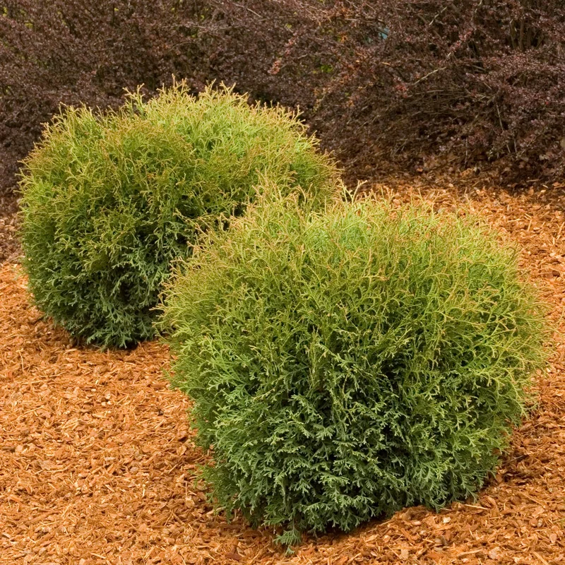 alsipnursery13487294