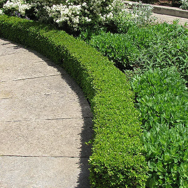 alsipnursery13487300