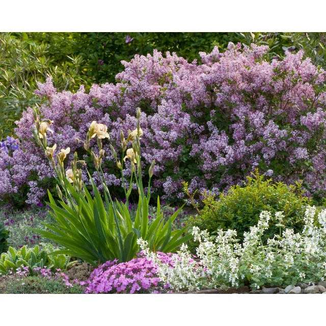 alsipnursery13487324