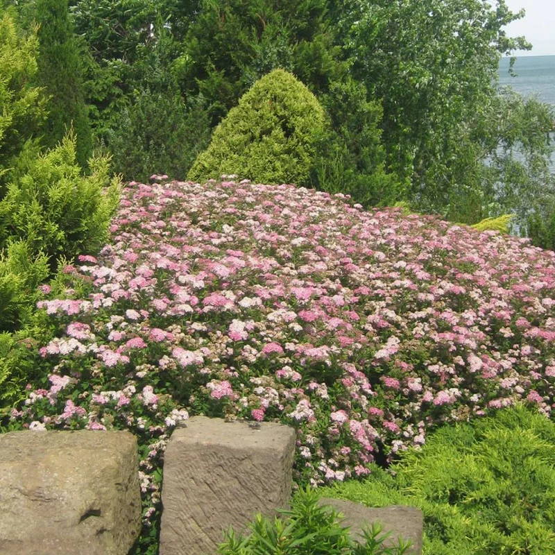 alsipnursery13487338