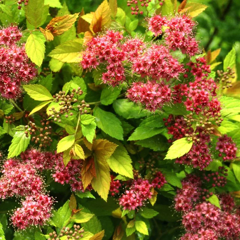 alsipnursery13487344