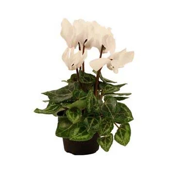 alsipnursery13488051