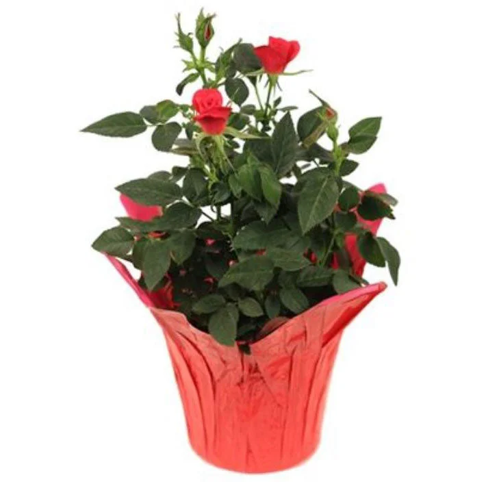 alsipnursery13488208