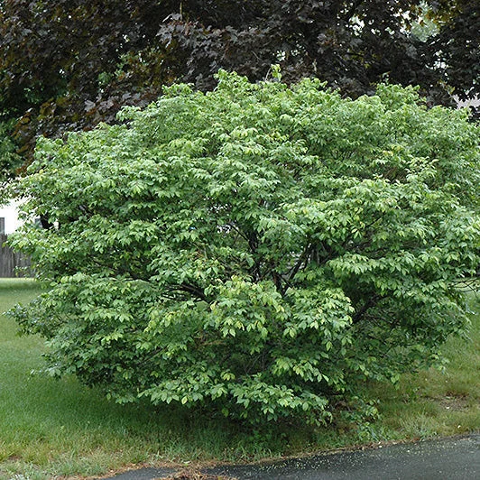 alsipnursery23417892