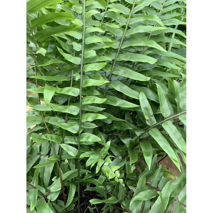 alsipnursery23418964