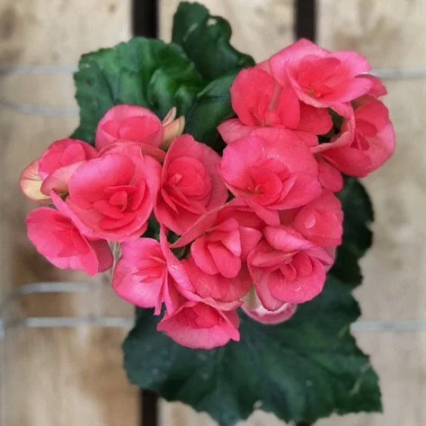 alsipnursery23419079