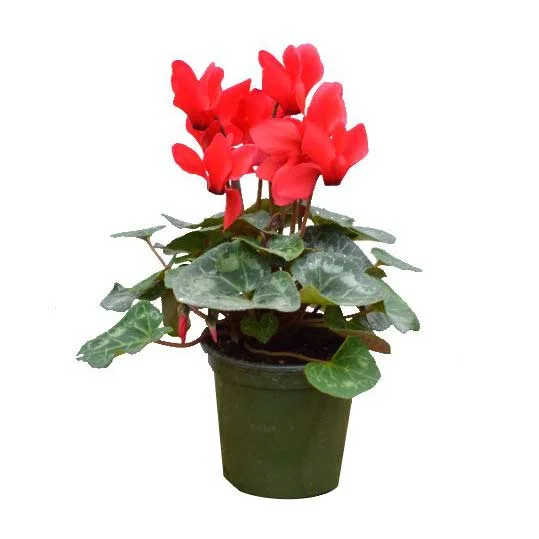 alsipnursery23419091