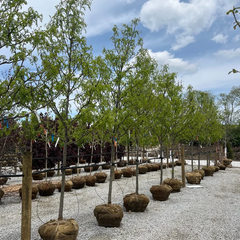 alsipnursery23452983