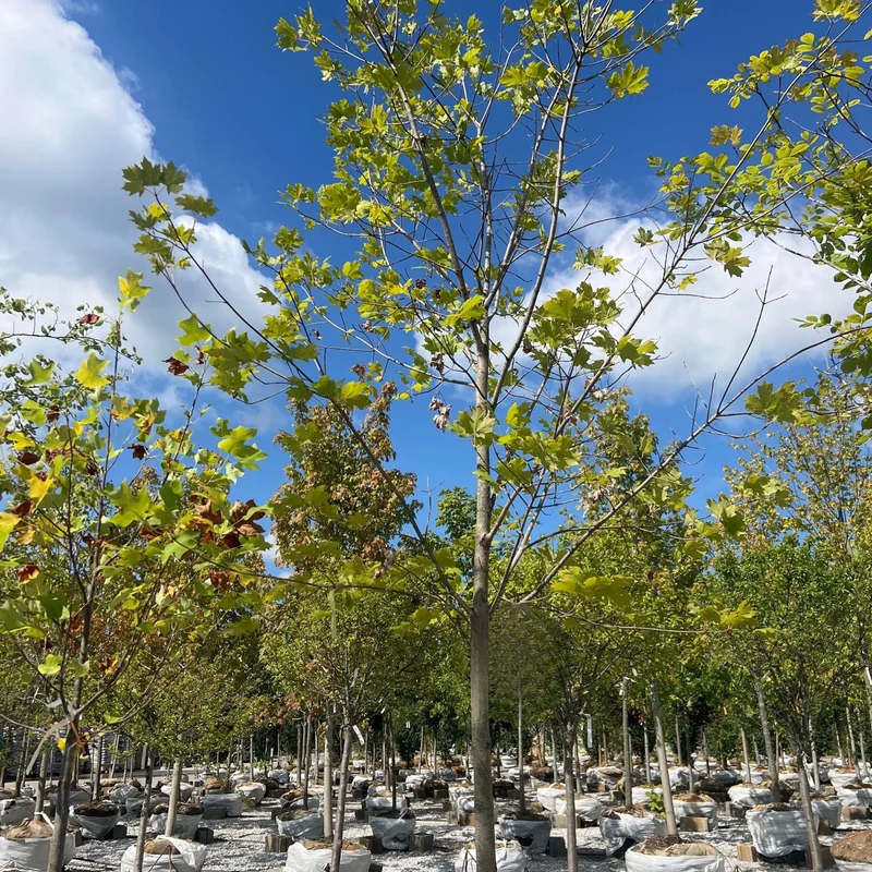 alsipnursery23453058