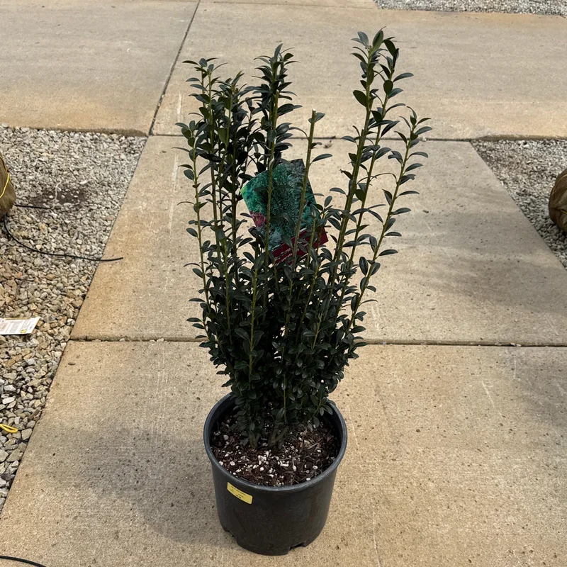 alsipnursery23453107