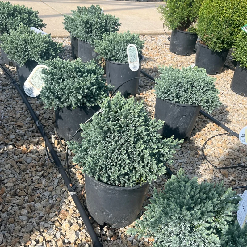 alsipnursery23453160
