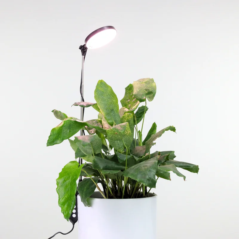 alsipnursery23458093