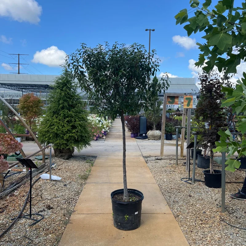 alsipnursery23458257