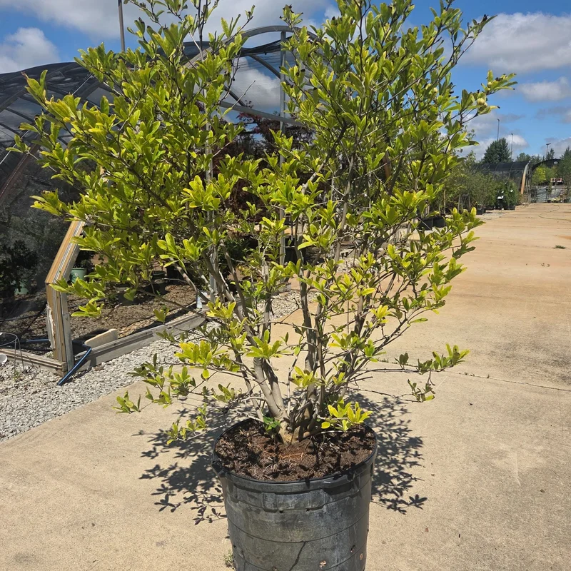 alsipnursery23458296
