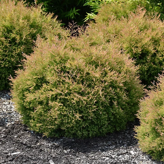 alsipnursery23458469