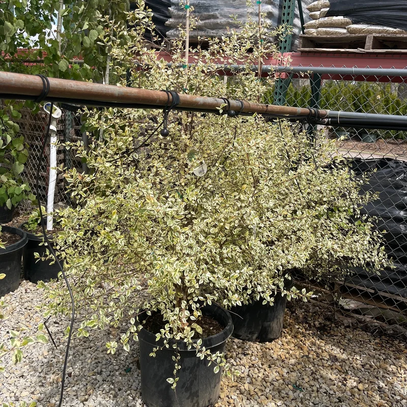alsipnursery23458753