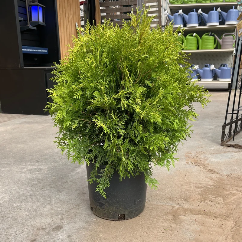 alsipnursery23459079