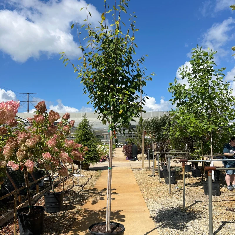 alsipnursery23459300